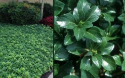 Green Sheen Pachysandra - Japanese Spurge - 18 Count Flats Of Pint Pots -Lawn Starter Shop Pachysandra Green Sheen Combo
