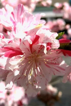 Peppermint Flowering Peach Tree - 2 Gallon Pot -Lawn Starter Shop Peach Flowering Peppermint 2