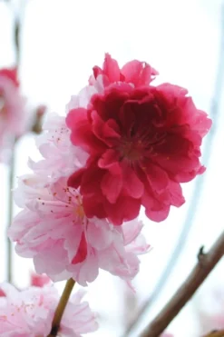 Peppermint Flowering Peach Tree - 2 Gallon Pot -Lawn Starter Shop Peach Flowering Peppermint 3