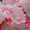 Peppermint Flowering Peach Tree - 2 Gallon Pot