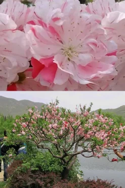 Peppermint Flowering Peach Tree - 2 Gallon Pot -Lawn Starter Shop Peach Flowering Peppermint 6
