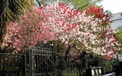 Peppermint Flowering Peach Tree - 2 Gallon Pot -Lawn Starter Shop Peach Peppermint 6