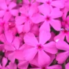 Drummond's Pink Creeping Phlox - 6 Pack Of 1 Gallon Pots
