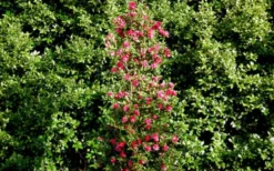 October Magic Rose Camellia - 1 Gallon Pot -Lawn Starter Shop Picture Camellia October Magic Rose Column