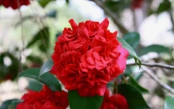 Professor Sargent Camellia Japonica - 3 Gallon Pot -Lawn Starter Shop Picture Camellia Professor Sargent Closeup 1