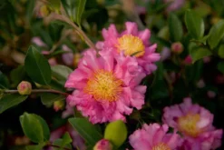 October Magic Carpet Dwarf Camellia - 2.5 Quart Pot -Lawn Starter Shop Picture Camellia Sasanqua October Magic Carpet