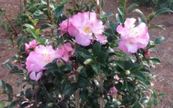 October Magic Orchid Camellia - 7 Gallon Pot -Lawn Starter Shop Picture CamelliaOrchidOctoberMajic 2