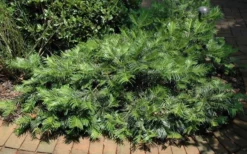 Creeping Japanese Plum Yew (Cephalotaxus Harringtonia 'Prostrata') - 7 Gallon Pot -Lawn Starter Shop Picture Creeping Yew 3