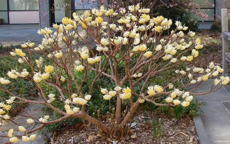 Winter Gold Edgeworthia Chrysantha (Paper Bush) - 1 Gallon Pot 12 Winter Gold Edgeworthia Chrysantha (Paper Bush) - 1 Gallon Pot - Image 12