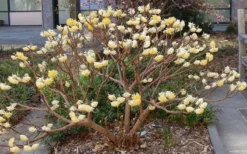 Edgeworthia Chrysantha - Paper Bush - 5 Gallon Pot -Lawn Starter Shop Picture Edgeworthia Paper Bush 3