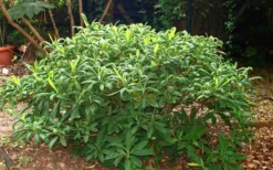Winter Gold Edgeworthia Chrysantha (Paper Bush) - 1 Gallon Pot 22 Winter Gold Edgeworthia Chrysantha (Paper Bush) - 1 Gallon Pot -Lawn Starter Shop Picture Edgeworthia Shrub 1