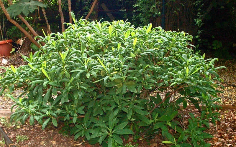 Winter Gold Edgeworthia Chrysantha (Paper Bush) - 1 Gallon Pot 11 Winter Gold Edgeworthia Chrysantha (Paper Bush) - 1 Gallon Pot - Image 11