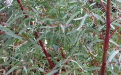 Angus Cold Hardy Eucalyptus Tree (Eucalyptus Nicholii) - 3 Quart Pot -Lawn Starter Shop Picture Eucalyptus Tree Anugus Willow Leaf Peppermint 1