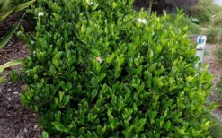 August Beauty Gardenia - 6 Pack Of 1 Gallon Pots -Lawn Starter Shop Picture Gardenia August Beauty 1