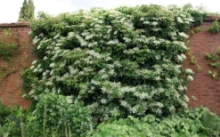 Climbing Hydrangea 'Petiolaris' - 1 Gallon Pot -Lawn Starter Shop Picture Hydrangea Climbing Petiolaris 5