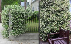 Confederate Jasmine Vine (Trachelospermum Jasminoides) - 2 Gallon Pot -Lawn Starter Shop Picture Jasmine Confederate 2 1