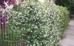 Confederate Jasmine Vine (Trachelospermum Jasminoides) - 2 Gallon Pot -Lawn Starter Shop Picture Jasmine Confederate Vine 1 1
