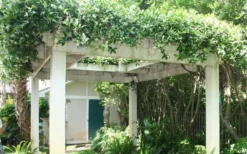 Confederate Jasmine Vine (Trachelospermum Jasminoides) - 2 Gallon Pot -Lawn Starter Shop Picture Jasmine Confederate Vine 2 1