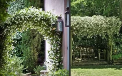 Madison Confederate Jasmine - 1 Gallon Pot -Lawn Starter Shop Picture Jasmine Madison 3