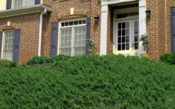 Blue Pacific Juniper - 6-Pack Of 1 Gallon Pots 14 Blue Pacific Juniper - 6-Pack Of 1 Gallon Pots -Lawn Starter Shop Picture Juniper Blue Pacific Hill