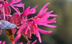 Purple Pixie Loropetalum - 6 Pack Of 1 Gallon Pots -Lawn Starter Shop Picture Loropetalum Purple Pixie Flower 1