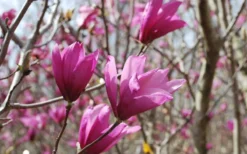 Ann Magnolia Tulip Tree - 2 Gallon Pot -Lawn Starter Shop Picture Magnolia Ann 1 2