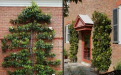 Little Gem Dwarf Southern Magnolia - 7 Gallon Pot (4-5') -Lawn Starter Shop Picture Magnolia Little Gem Espalier 2 1