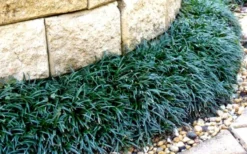 Dwarf Mondo Grass - 36 Pack Of 3.5" Pint Pots -Lawn Starter Shop Picture Mondo Grass Dwarf 4