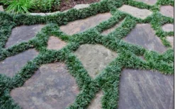 Dwarf Mondo Grass - 18 Count Flat Of Pint Pots -Lawn Starter Shop Picture Mondo Grass Dwarf 6 1