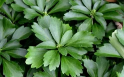 Pachysandra (Japanese Spurge) - 6 Pack Of Pint Pots -Lawn Starter Shop Picture Pachysandra 1