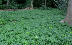 Pachysandra (Japanese Spurge) - 6 Pack Of Pint Pots -Lawn Starter Shop Picture Pachysandra 3