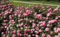 Sweet Drift Groundcover Rose - 3 Gallon Pot -Lawn Starter Shop Picture Rose Drift Sweet 1