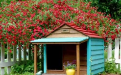 Red Cascade Miniature Climbing Rose - 1 Gallon Pot -Lawn Starter Shop Picture Rose Red Cascade 1