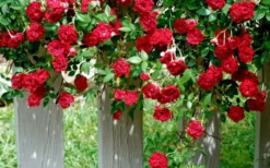 Red Cascade Miniature Climbing Rose - 1 Gallon Pot -Lawn Starter Shop Picture Rose Red Cascade 11