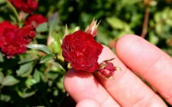 Red Cascade Miniature Climbing Rose - 1 Gallon Pot -Lawn Starter Shop Picture Rose Red Cascade 5