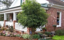 Fragrant White Tea Olive - 7 Gallon Pot (3-4') -Lawn Starter Shop Picture Tea Olive Tree 1