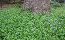 Evergreen Periwinkle - Vinca Minor - 6 Pack Of Pint Pots -Lawn Starter Shop Picture Vinca Minor Around tree