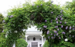 Amethyst Falls Wisteria Vine - 3 Gallon Pot -Lawn Starter Shop Picture Wisteria Amethyst Falls 1