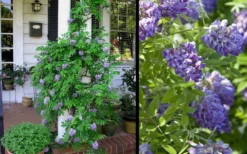 Amethyst Falls Wisteria Vine - 3 Gallon Pot -Lawn Starter Shop Picture Wisteria Amethyst Falls 2