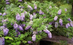 Amethyst Falls Wisteria Vine - 3 Gallon Pot -Lawn Starter Shop Picture Wisteria Amethyst Falls 5