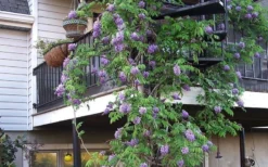 Amethyst Falls Wisteria Vine - 3 Gallon Pot -Lawn Starter Shop Picture Wisteria Amethyst Falls Vine