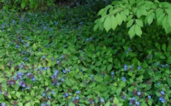 Hardy Blue Plumbago (Ceratostigma Plumbaginoides) - 1 Gallon Pot -Lawn Starter Shop Plumbago hardy 2 1
