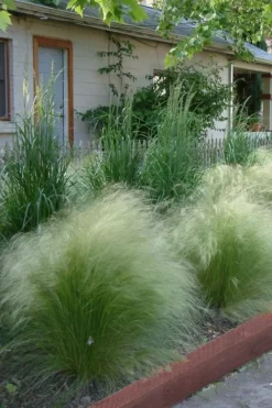 Pony Tails Mexican Feather Grass (Stipa Tennuissima) - 6 Pack Of Quart Pots -Lawn Starter Shop Ponytails Grass Mexican Feather Rev 500x750 1
