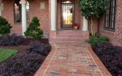 Purple Pixie Loropetalum - 6 Pack Of 1 Gallon Pots -Lawn Starter Shop Purple Pixie Loropetalum Border 1