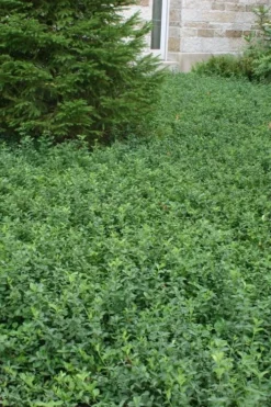 Purple Wintercreeper (Euonymus Fortunei 'Coloratus') - 36 Pack Of Pint Pots -Lawn Starter Shop Purple Wintercreeper 5