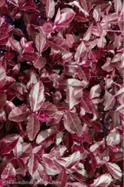 Purple Wintercreeper (Euonymus Fortunei 'Coloratus') - 36 Pack Of Pint Pots -Lawn Starter Shop Purple Wintercreeper 7