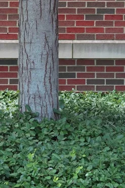 Purple Wintercreeper (Euonymus Fortunei 'Coloratus') - 36 Pack Of Pint Pots -Lawn Starter Shop Purple Wintercreeper 8