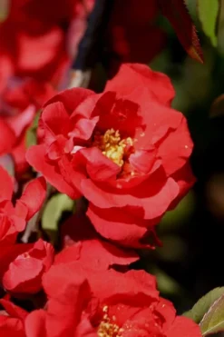 Iwai Nishiki Red Flowering Quince - 3 Gallon Pot