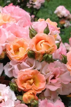Peach Drift Groundcover Rose - 2 Gallon Pot -Lawn Starter Shop Rose Drift Peach 22