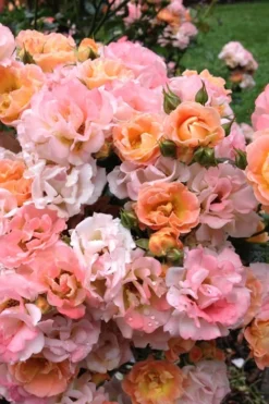 Peach Drift Groundcover Rose - 2 Gallon Pot